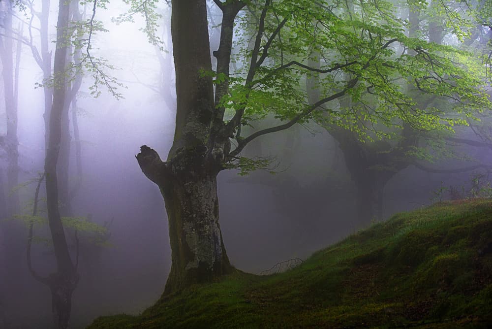Enchanted Foggy Woods by Pedro Uranga — canvas wall art