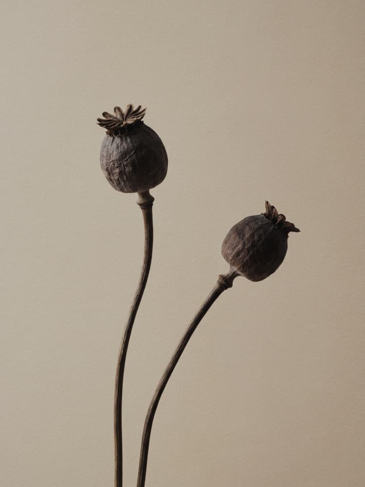 Elegant Poppy Pods by Andreas Magnusson — canvas wall art