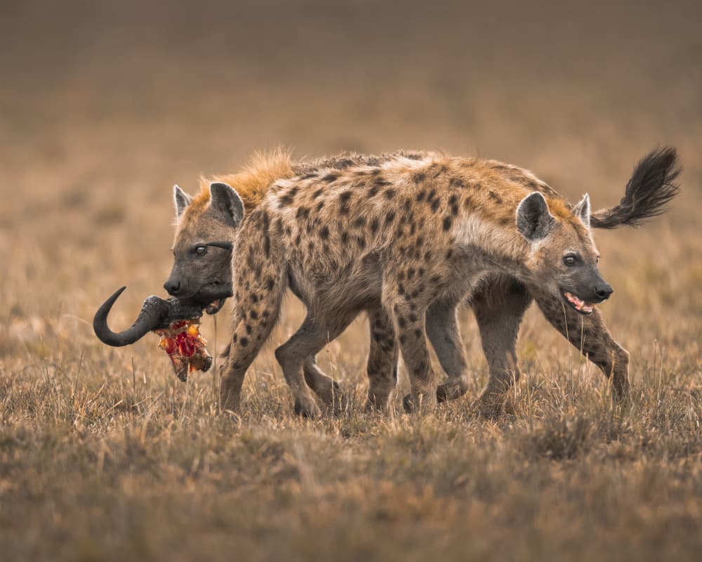 Spotted Hyenas Feeding by Ahmed Sobhi — canvas wall art