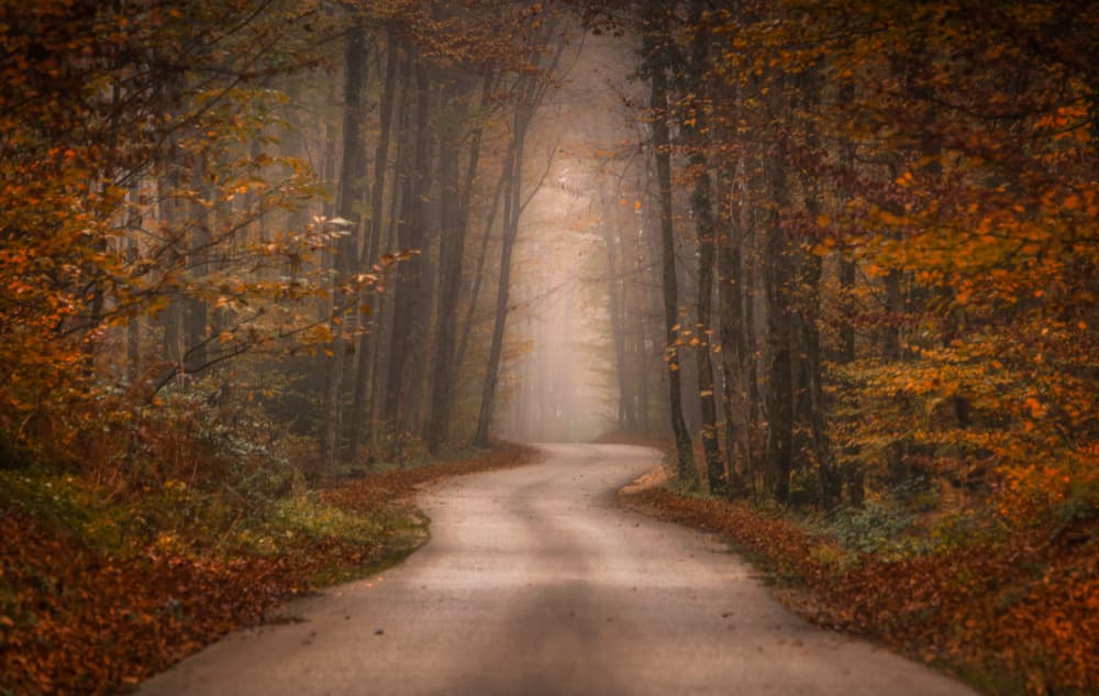 Misty Autumn Path by Joško Šimic — canvas wall art