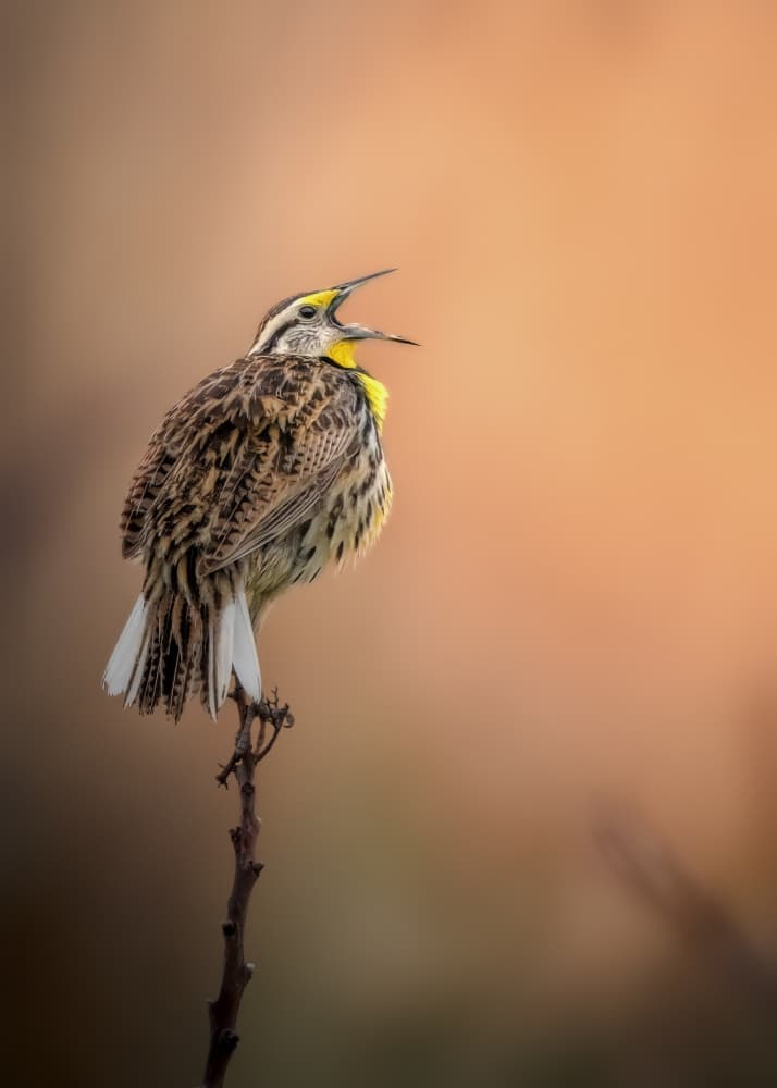 Golden Hour Meadowlark by Jacob (Jian) Xu — canvas wall art