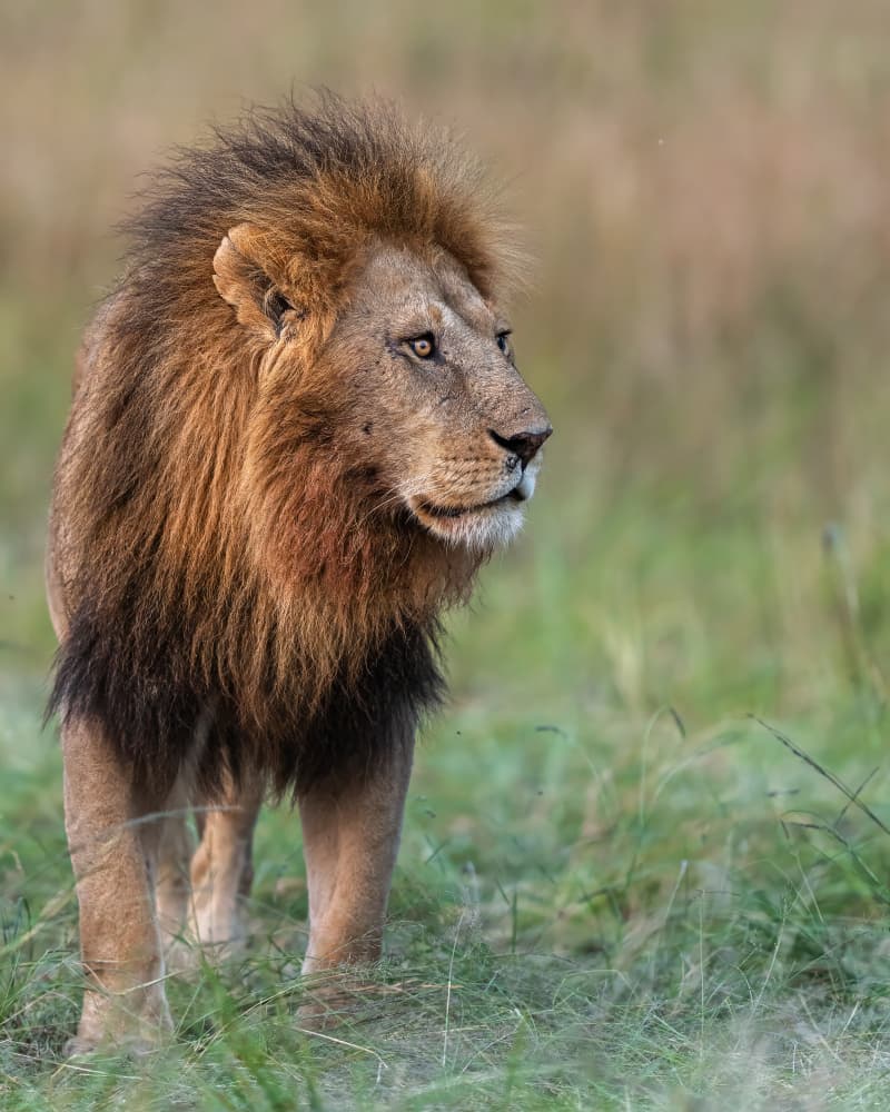 Majestic Lion Watch by Yogesh Bhatia — canvas wall art