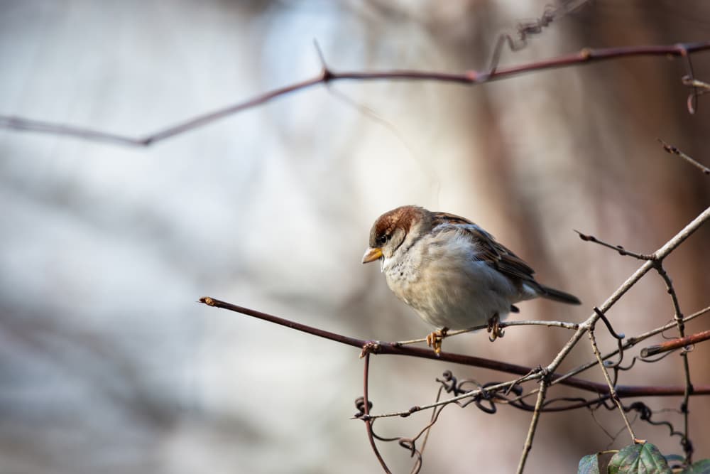 Wild Sparrow Perched by Dusan Ljubicic — canvas wall art