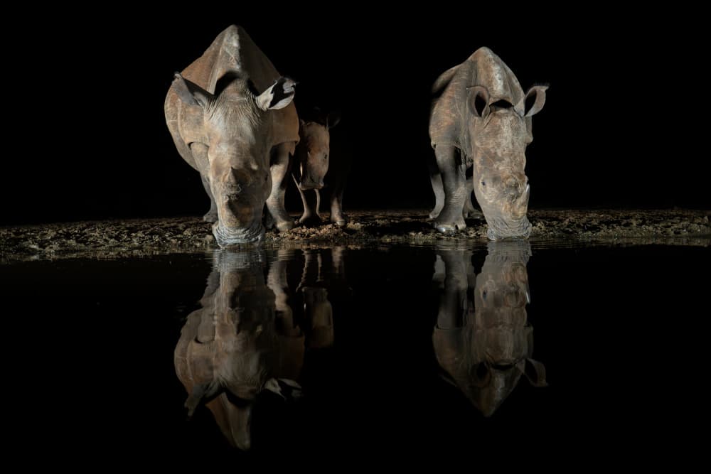 Rhinos Drinking Night Reflection by Massimo Felici — canvas wall art