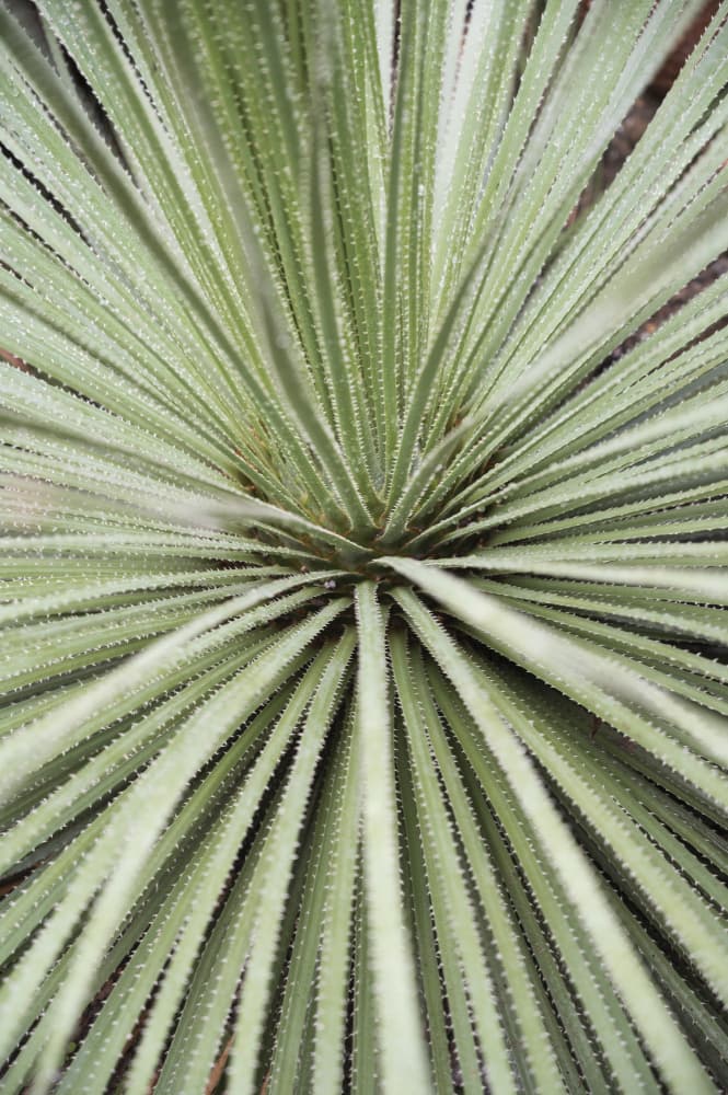 Radiant Spiked Leaves by Christa Stroo — canvas wall art