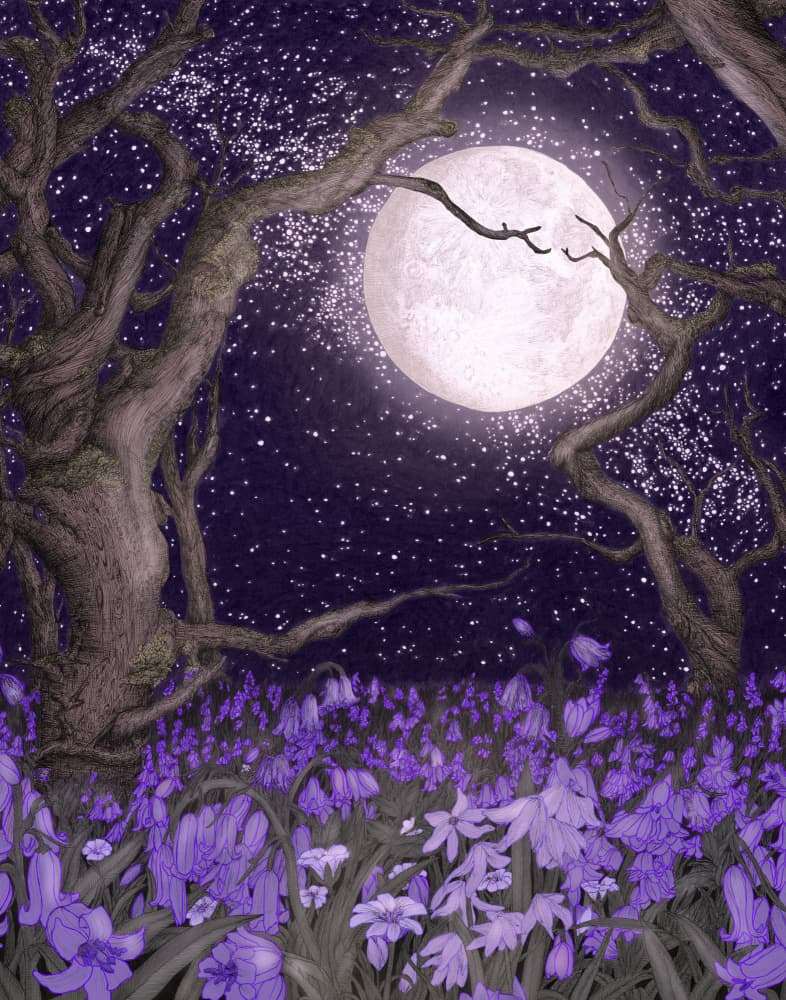 Moonlit Forest Bluebells by EC Mazur — canvas wall art
