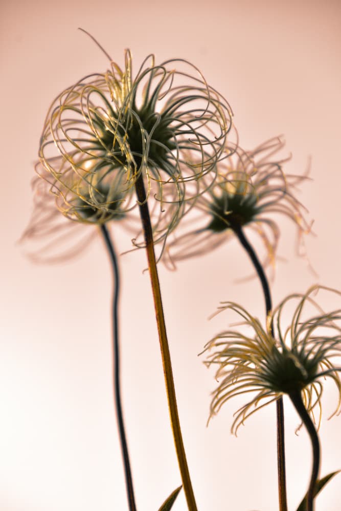 Ethereal Botanical Forms by Christina Sillen — canvas wall art