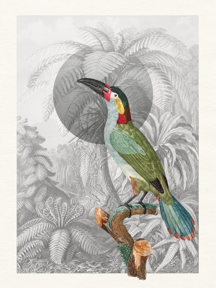 Colorful Tropical Bird by Wild Violets — canvas wall art