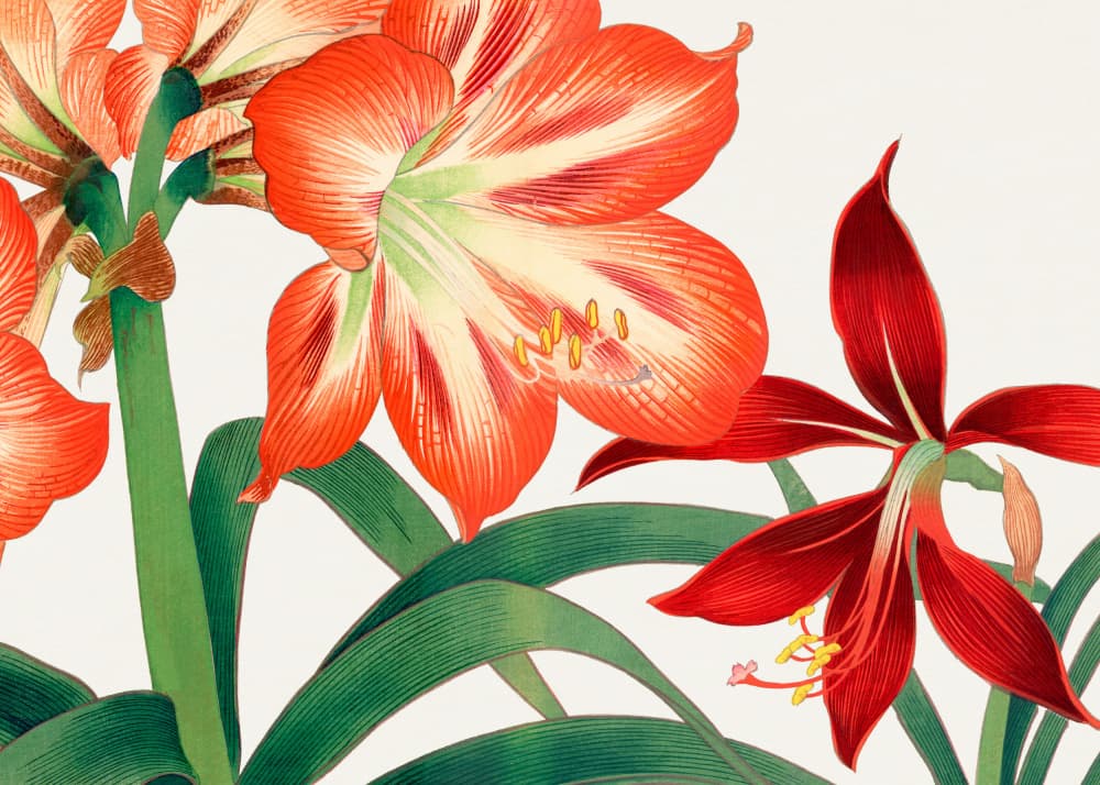 Vintage Amaryllis Flower No.2 by Tanigami Konan — canvas wall art