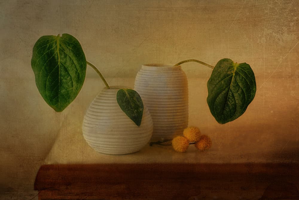 Quiet Botanical Arrangement by Elena Arjona — canvas wall art