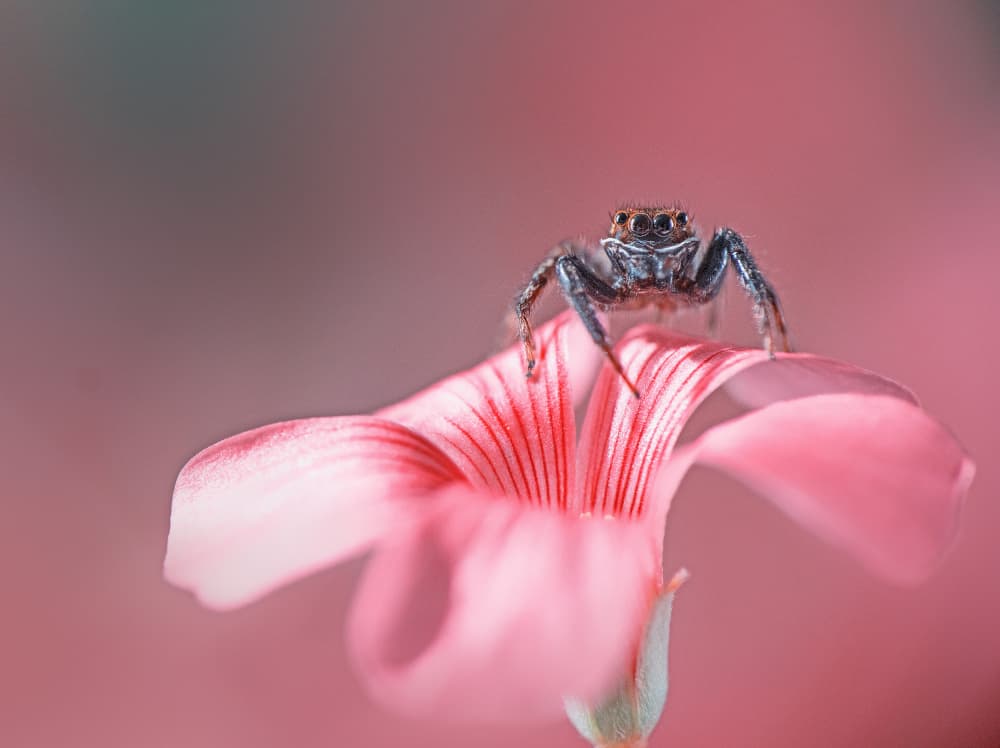 Jumping Spider Pink Blossom by Summer2016 — canvas wall art