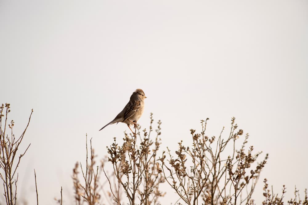 Peaceful Perched Bird by Crystal Lynn Collins — canvas wall art