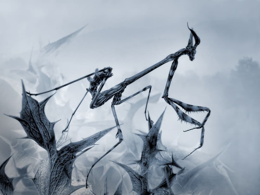 Praying Mantis On Thorns by Jimmy Hoffman — canvas wall art