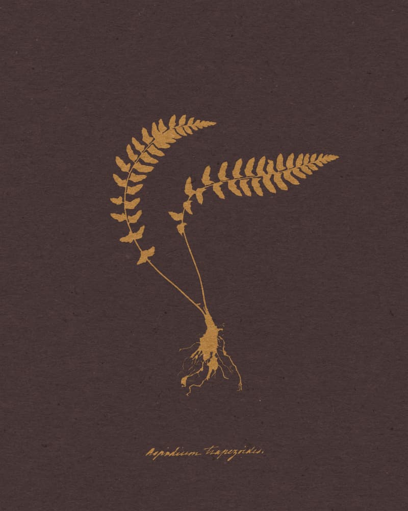 Golden Fern Botanical Study by Wild Violets — canvas wall art