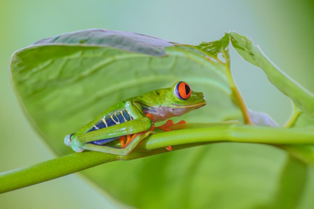 Red-eyed Tree Frog by Mike He — canvas wall art