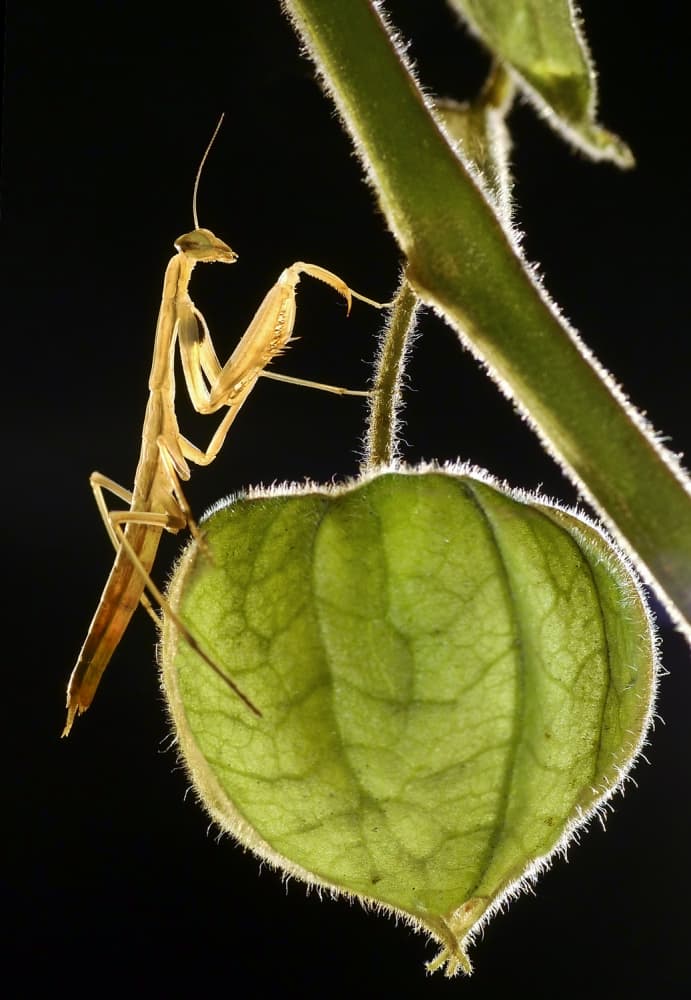 Praying Mantis Green Husk by Ferdinando Valverde — canvas wall art
