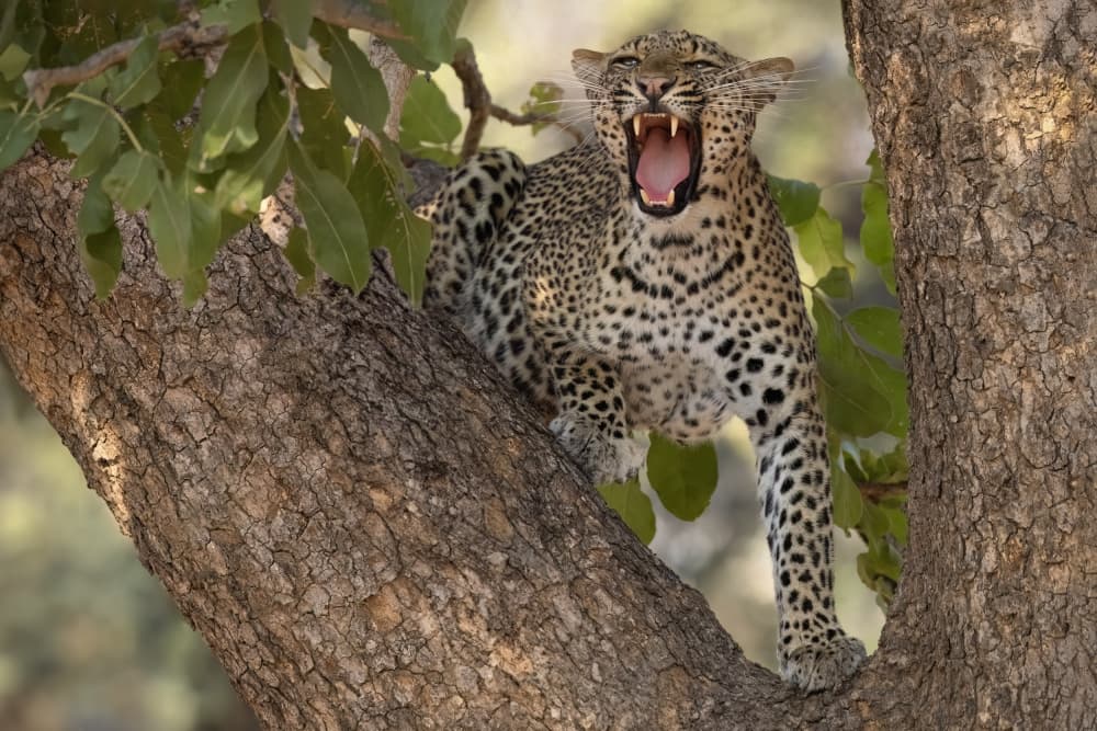 Yawning Leopard in Tree by Renee Doyle — canvas wall art