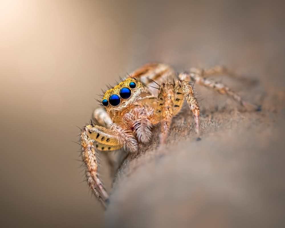 Blue-Eyed Jumping Spider by Atul Saluja — canvas wall art