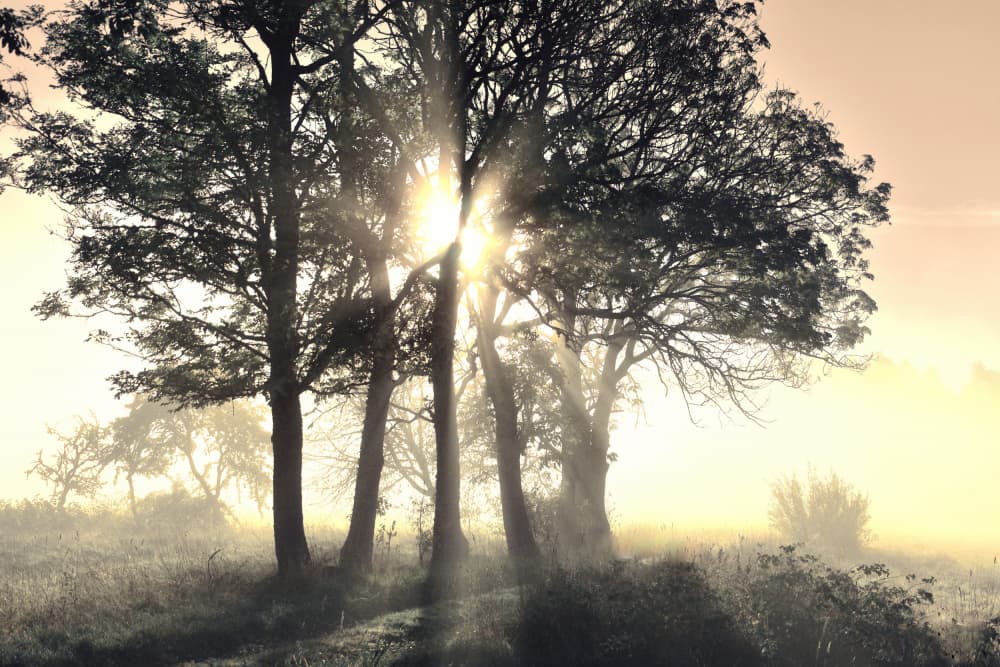 Sunlit Misty Trees by Christina Sillen — canvas wall art