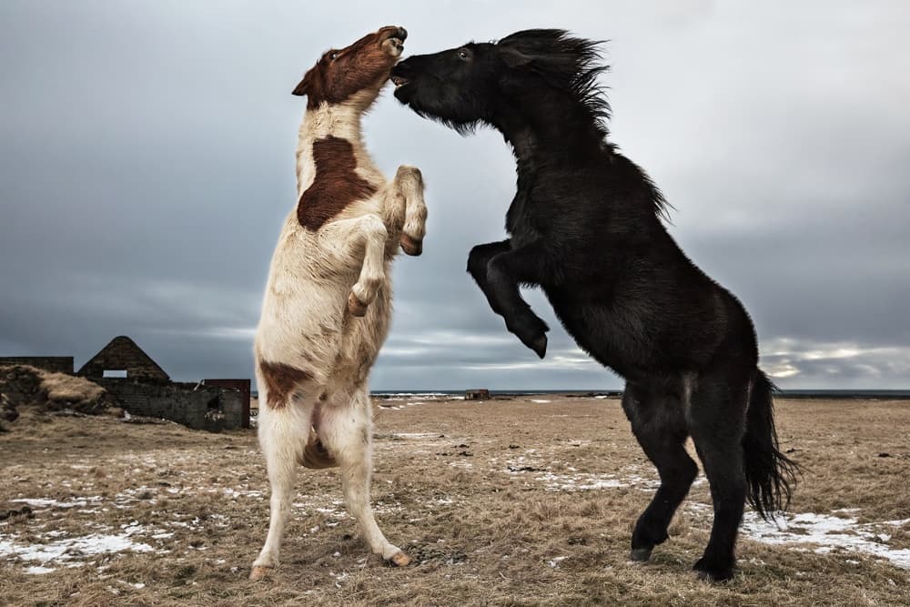 Rearing Icelandic Horses by Bragi Ingibergsson - BRIN — canvas wall art