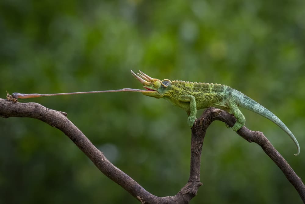Chameleon Hunting Prey by Ajar Setiadi — canvas wall art