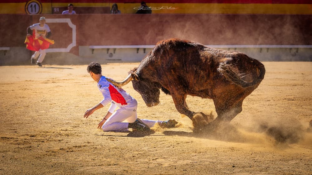 Fallen Torero Bull by Gustavo Ribes — canvas wall art
