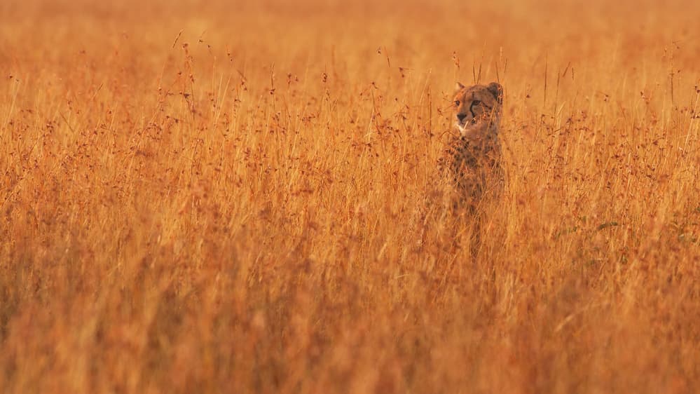 Cheetah in Golden Grass by Mohammed Alnaser — canvas wall art