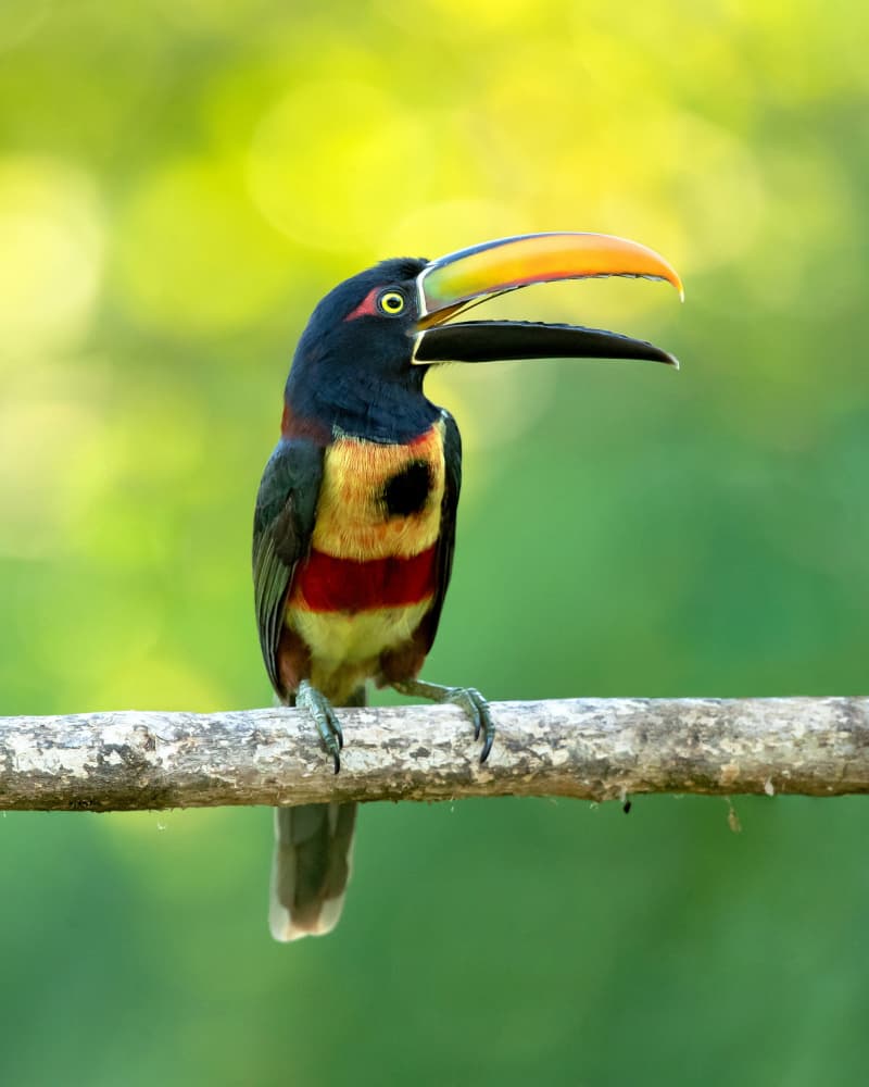 Colorful Collared Aracari by Milan Zygmunt — canvas wall art