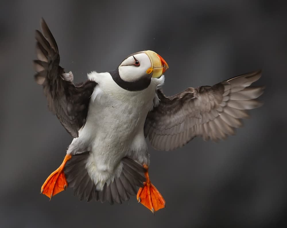 Puffin In Flight by Alfred Forns — canvas wall art