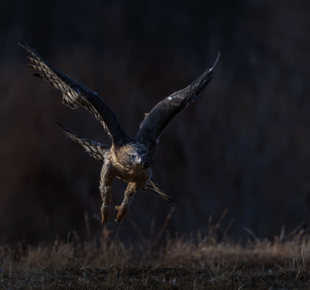 Powerful Eagle Descent by Judy Tseng — canvas wall art