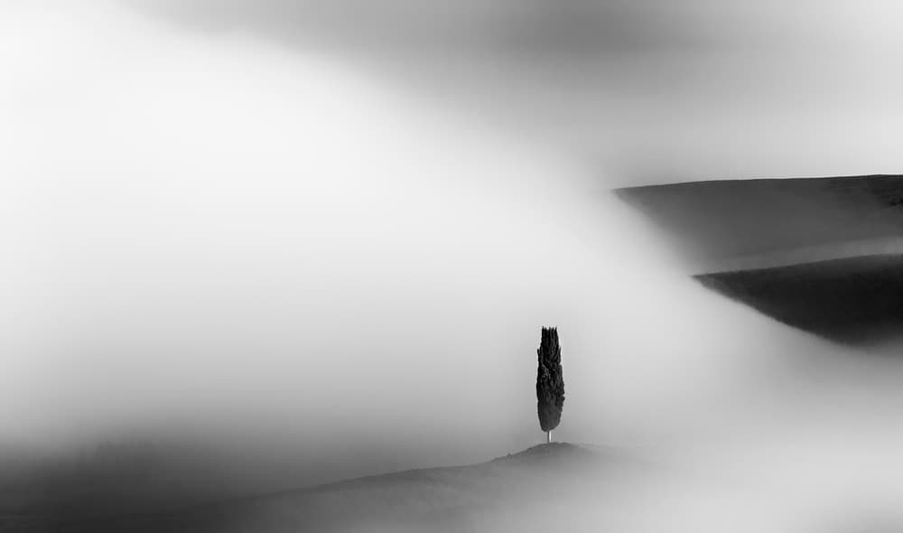 Lonely Cypress In Fog by Jure Kravanja — canvas wall art
