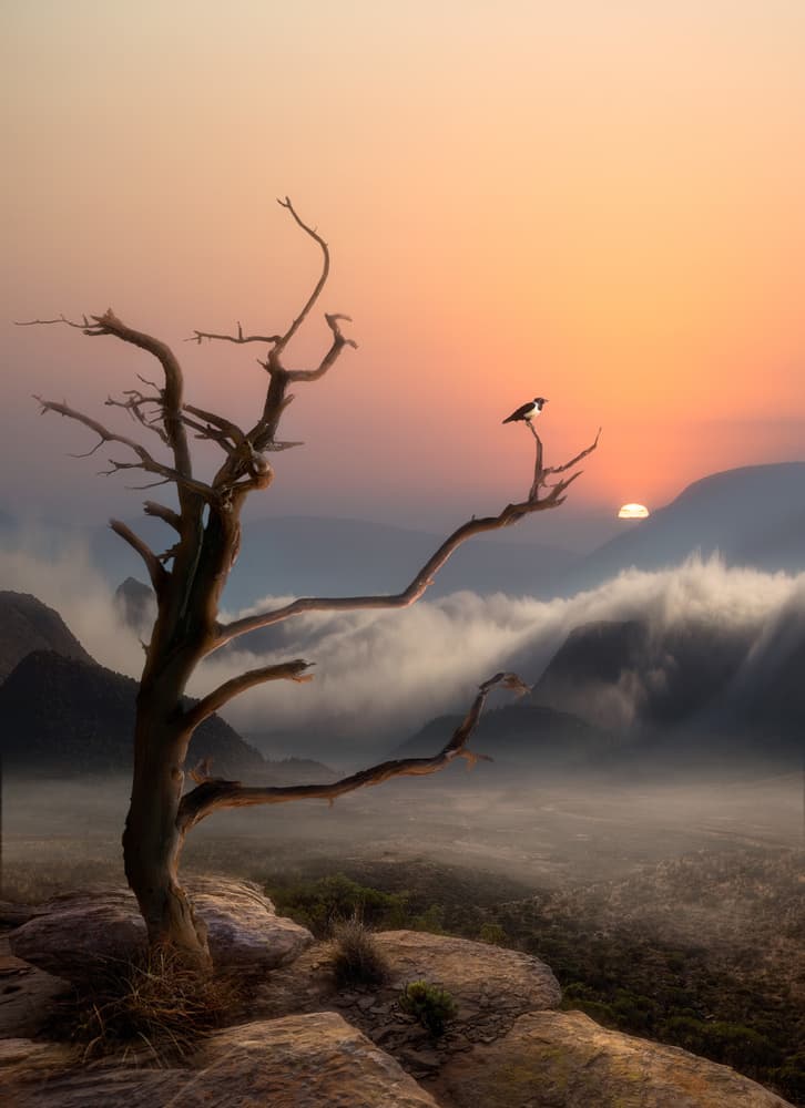 Bare Tree Crow Sunset by Charlaine Gerber — canvas wall art