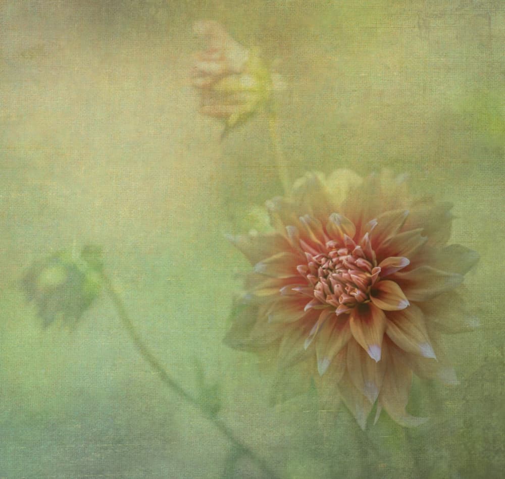 Dreamy Dahlia Bloom by Judy Tseng — canvas wall art