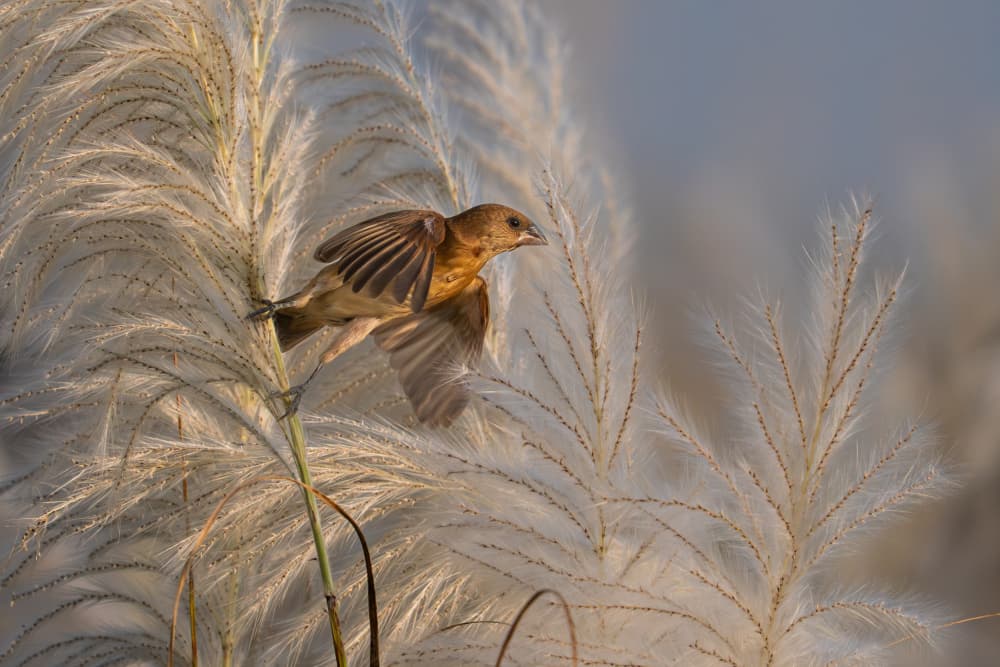 Gentle Bird in Flight by Rajat Dhesi — canvas wall art