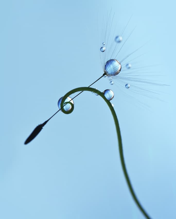 Delicate Dandelion Dew by Heidi Westum — canvas wall art