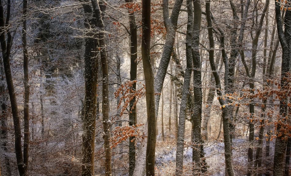 Sunlit Winter Forest by Norbert Maier — canvas wall art