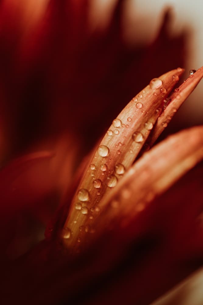 Dewy Red Petals by Javier Pardina — canvas wall art
