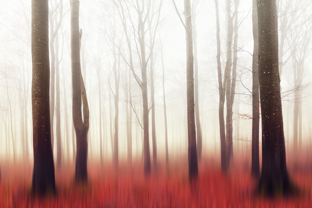Dreamy Red Forest by Gustav Davidsson — canvas wall art