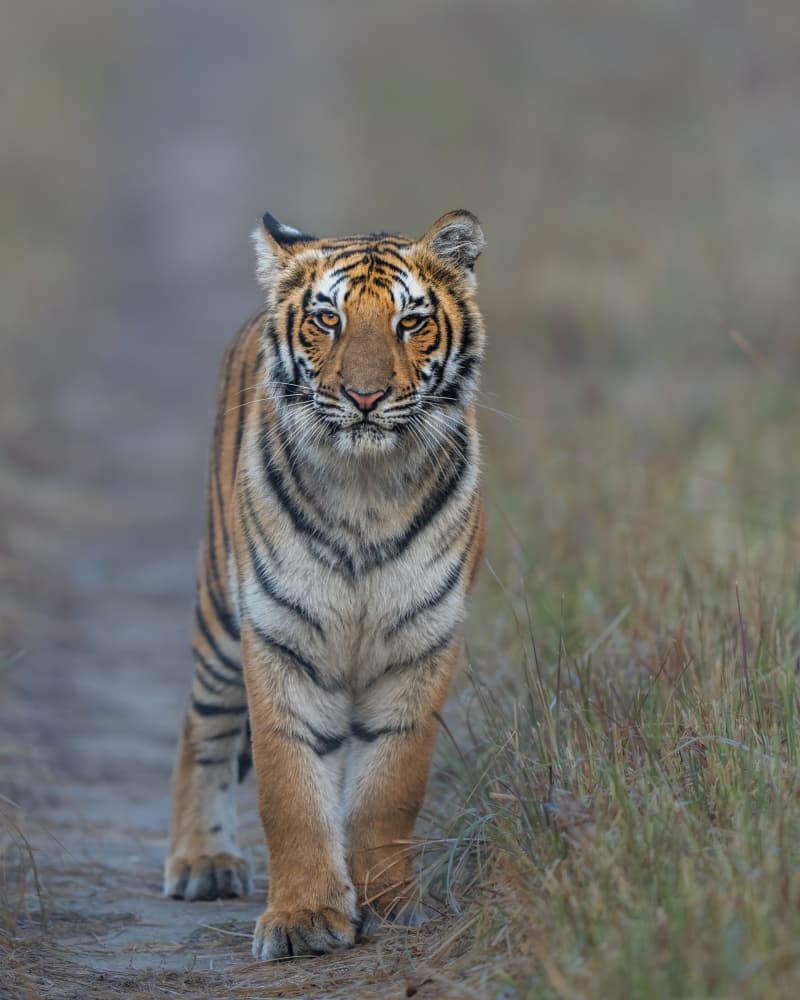 Confident Bengal Tiger by Yogesh Bhatia — canvas wall art
