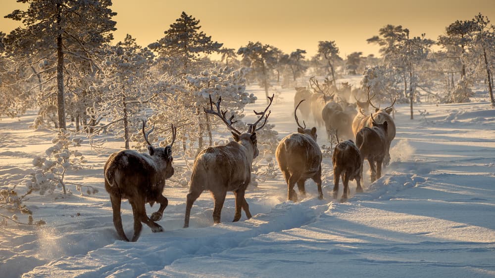 Golden Reindeer Winter Run by Marcel Rebro — canvas wall art