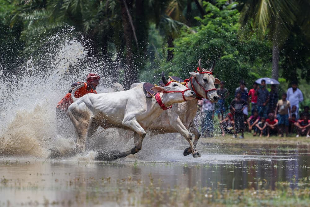 Splashing Oxen Race by Kuntal Biswas — canvas wall art