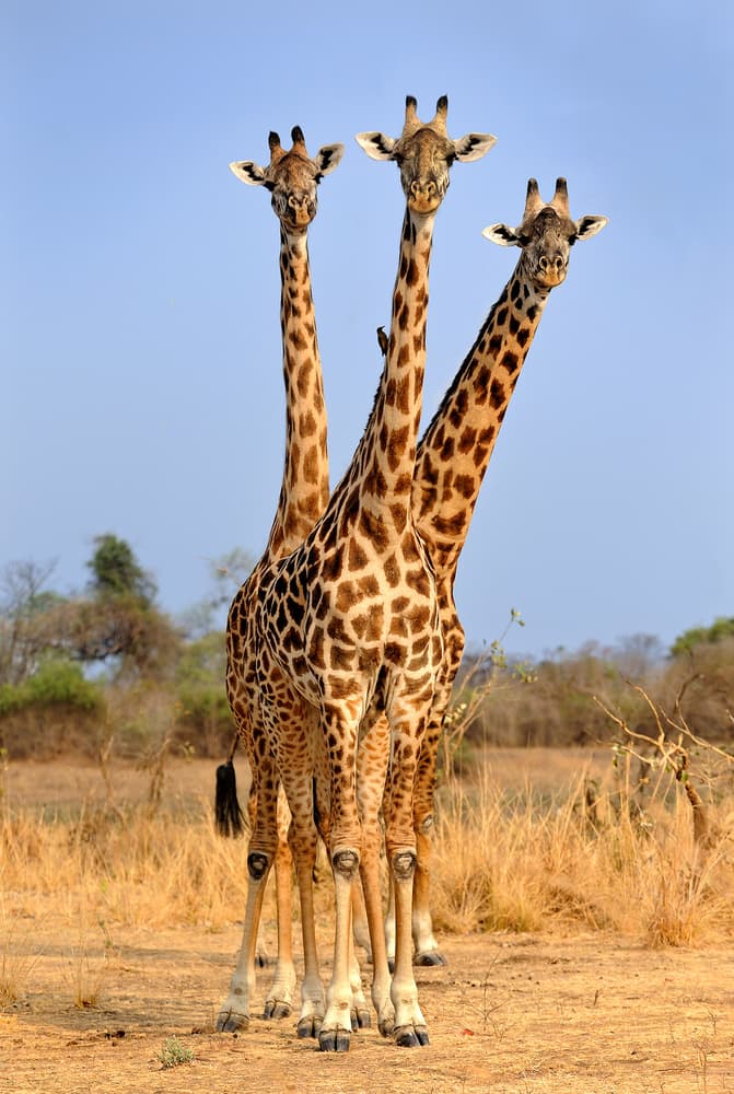 Three Giraffe Portrait by Xavier Ortega — canvas wall art
