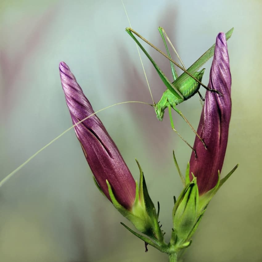 Green Grasshopper on Bud by Jimmy Hoffman — canvas wall art