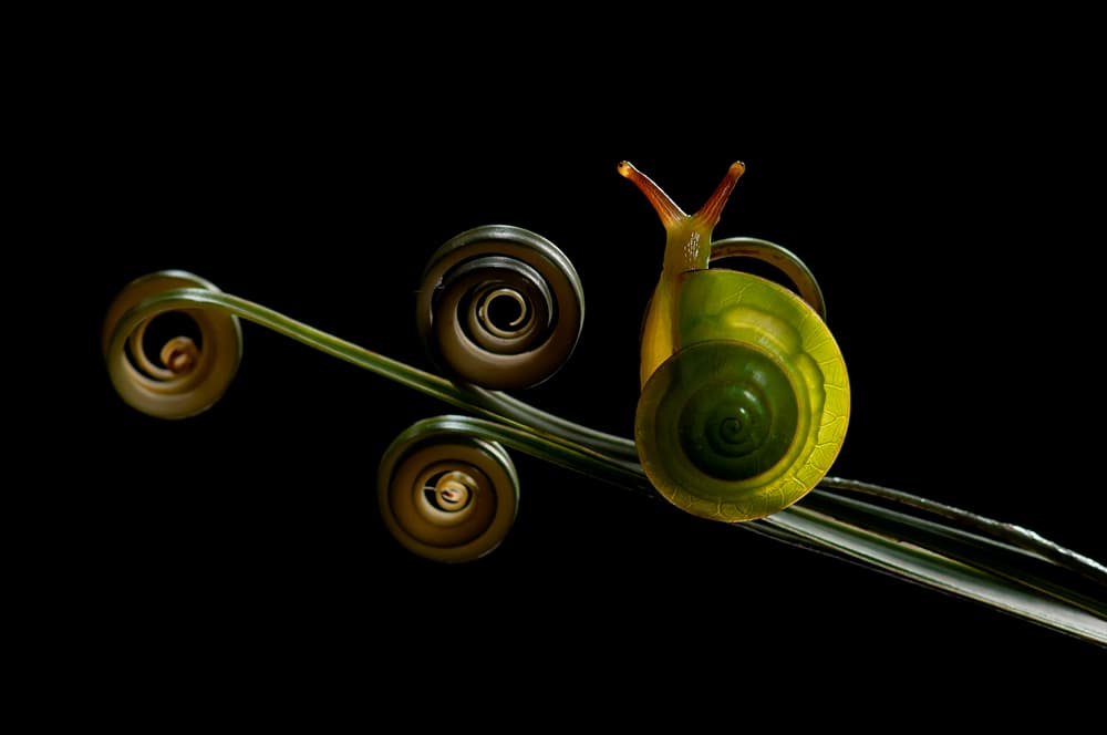 Green Snail Spirals by Edy Pamungkas — canvas wall art