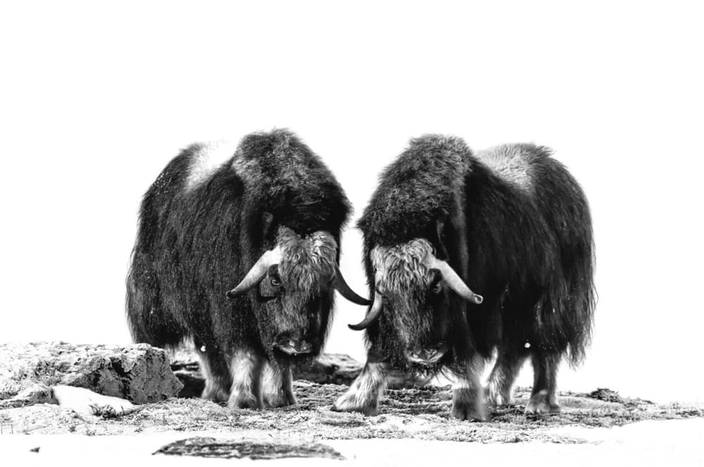 Musk Oxen In Winter by Giuseppe DAmico — canvas wall art