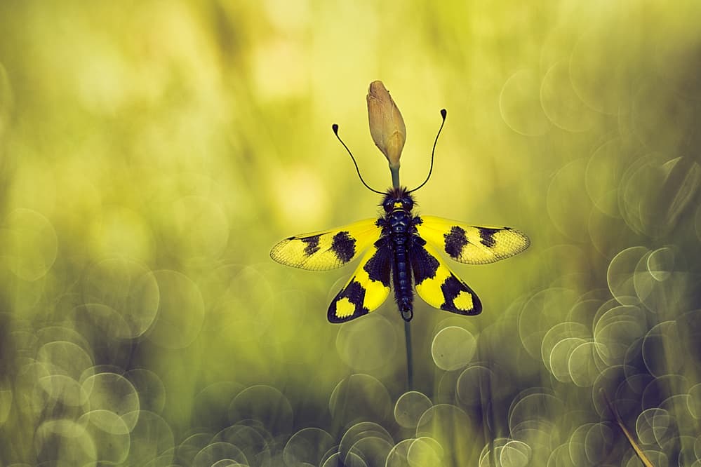 Yellow Bug Bokeh by Wil Mijer — canvas wall art