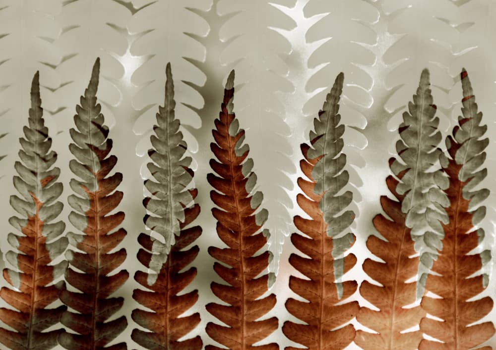 Layered Ferns Pattern by Christina Sillen — canvas wall art