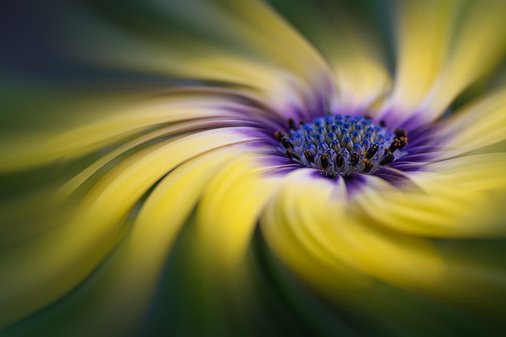 Vibrant Flower Swirl by Lydia Jacobs — canvas wall art