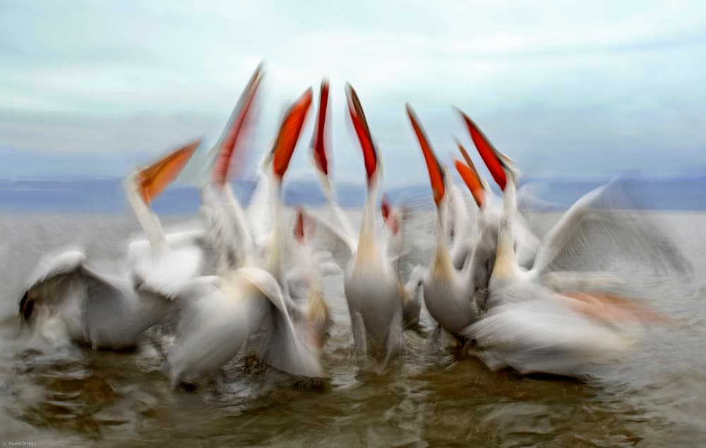 Pelicans Feeding Frenzy by Xavier Ortega — canvas wall art