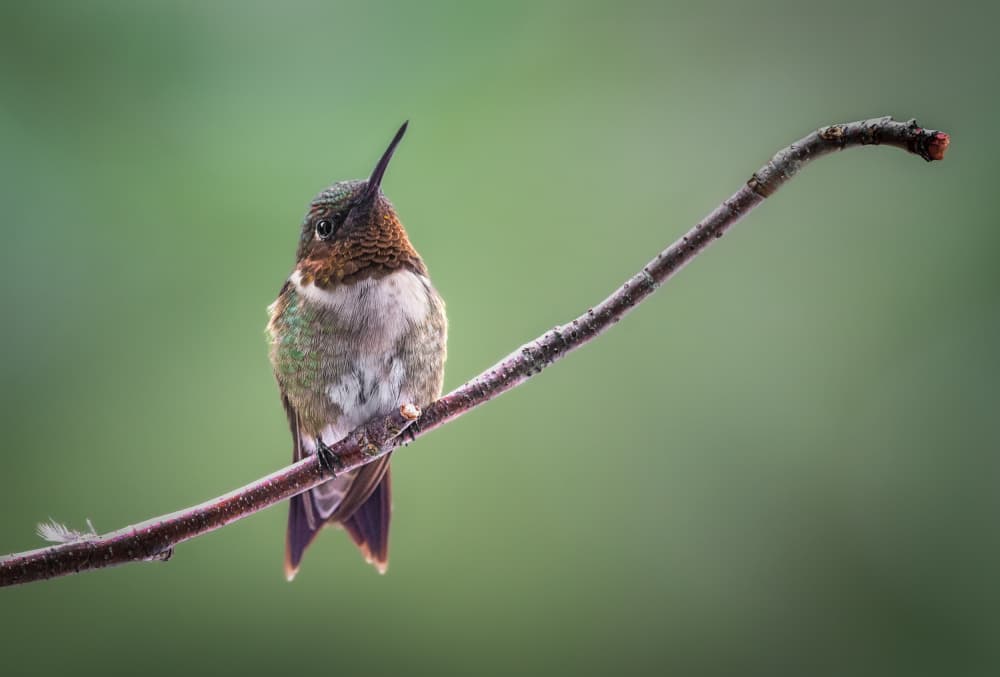 Vibrant Hummingbird Perched by Atul Saluja — canvas wall art